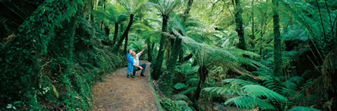 Forest bathing in a biophilic city, Wellington, NZ